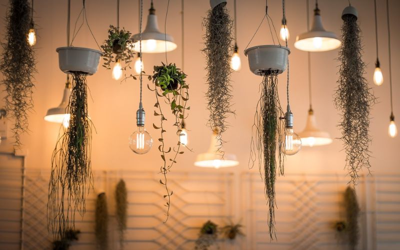 Lee más sobre el artículo 5 ideas para colgar plantas en interiores sin usar estantes