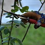 Cómo Podar Plantas De Exterior Para Que Crezcan Más Fuertes