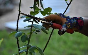 Cómo Podar Plantas De Exterior Para Que Crezcan Más Fuertes