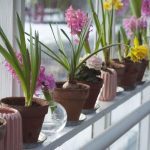 Cómo Elegir Las Macetas Perfectas Para Las Plantas De Interior