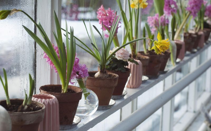 Lee más sobre el artículo ¿Cómo elegir las macetas perfectas para las plantas de interior?