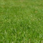 Cómo Mantener El Césped Verde En Verano