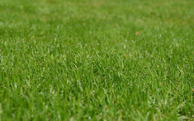 Lee más sobre el artículo ¿Cómo mantener el césped verde en verano?