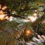 Un árbol De Navidad Para Todo El Año